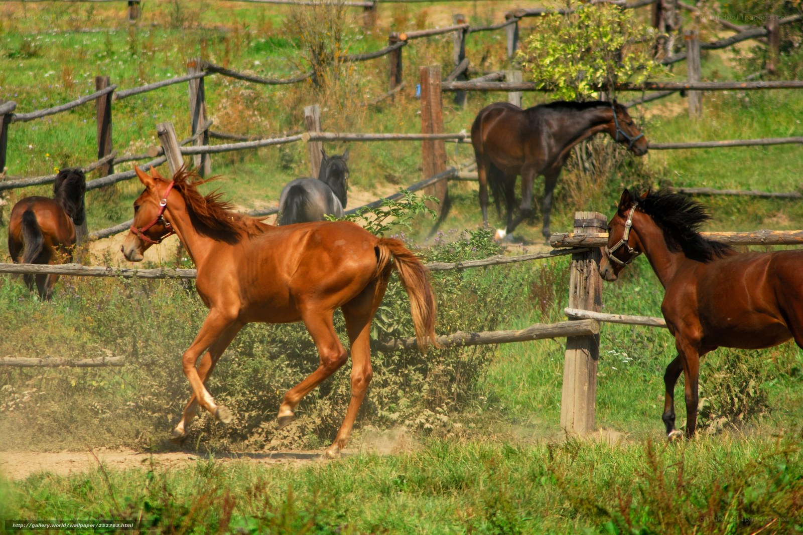 Horses running in a pasture