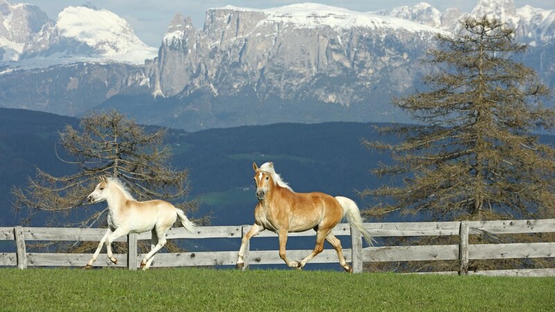 Horses running in alpine meadow