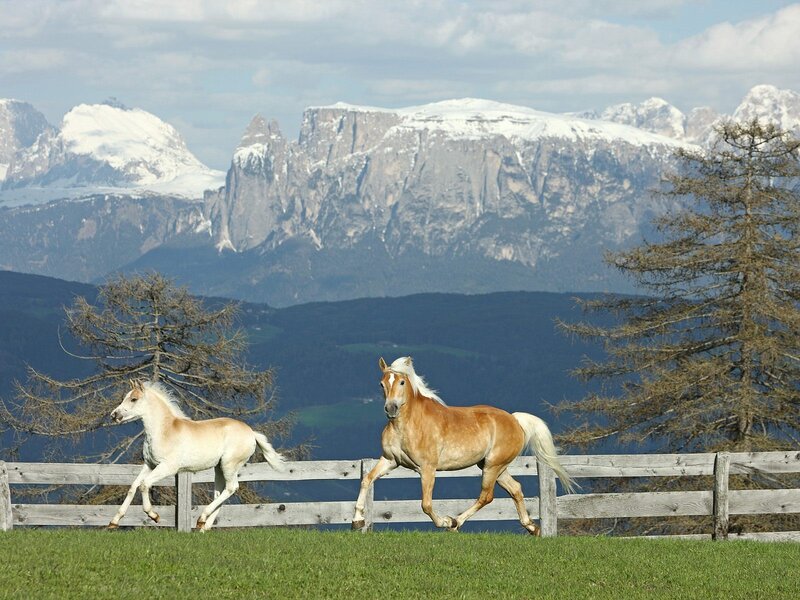 Horses running in alpine pasture