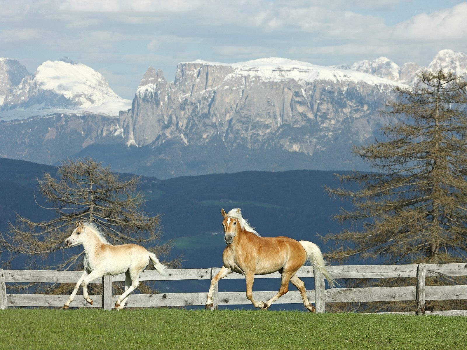 Horses running in alpine pasture