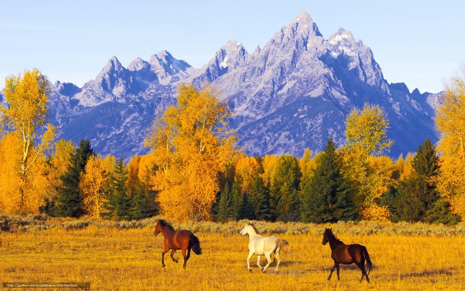 Horses running in autumn valley