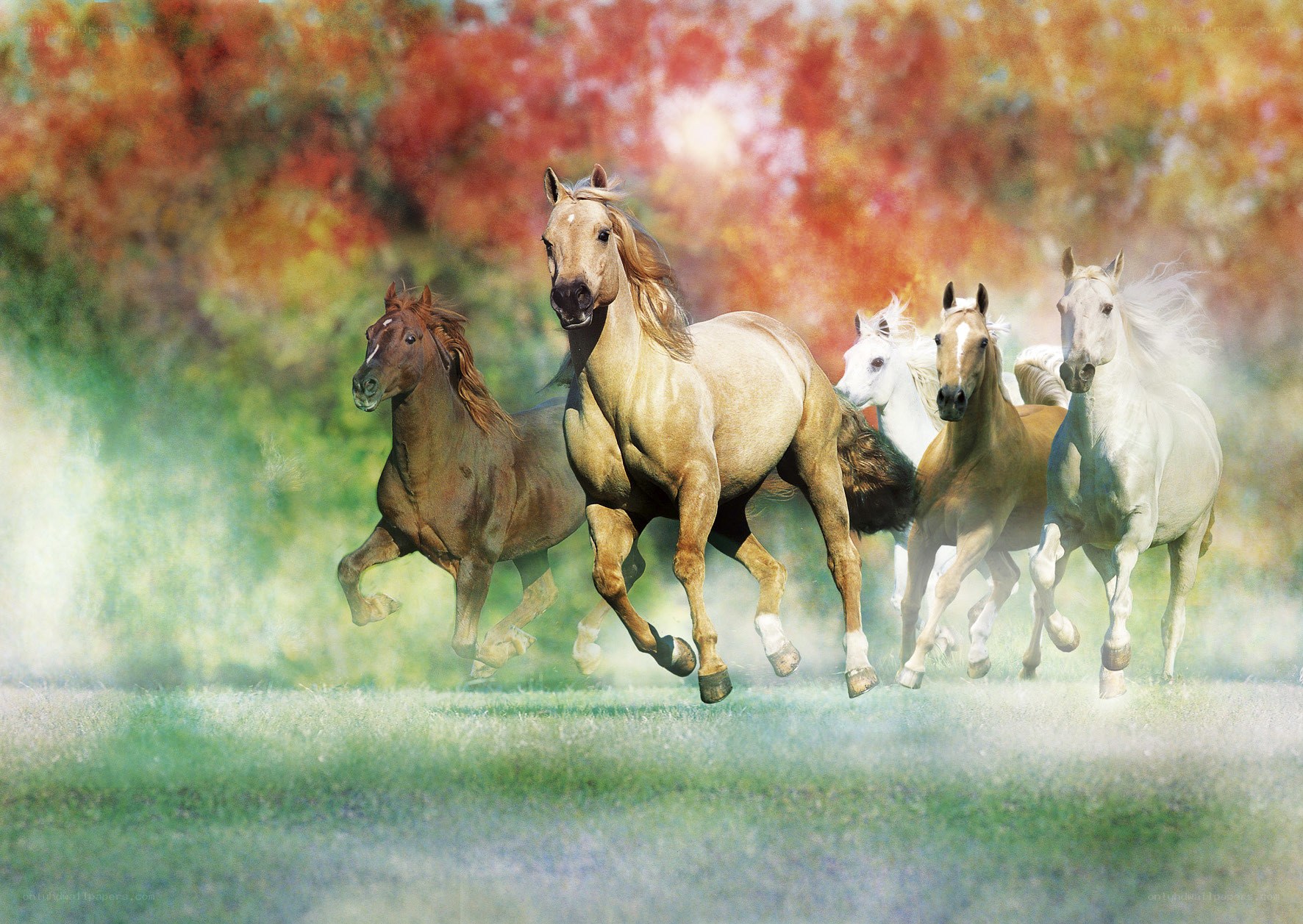 Horses running in autumn