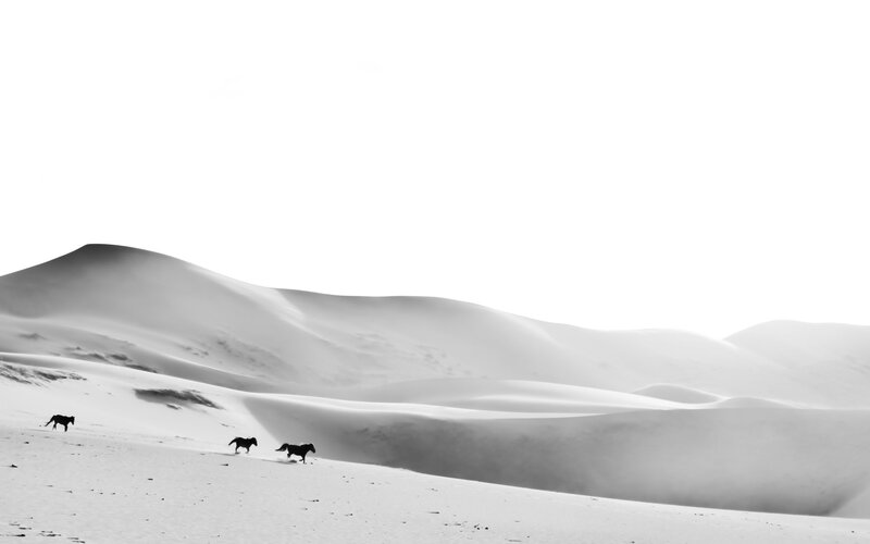 Horses Running in Desert — Black