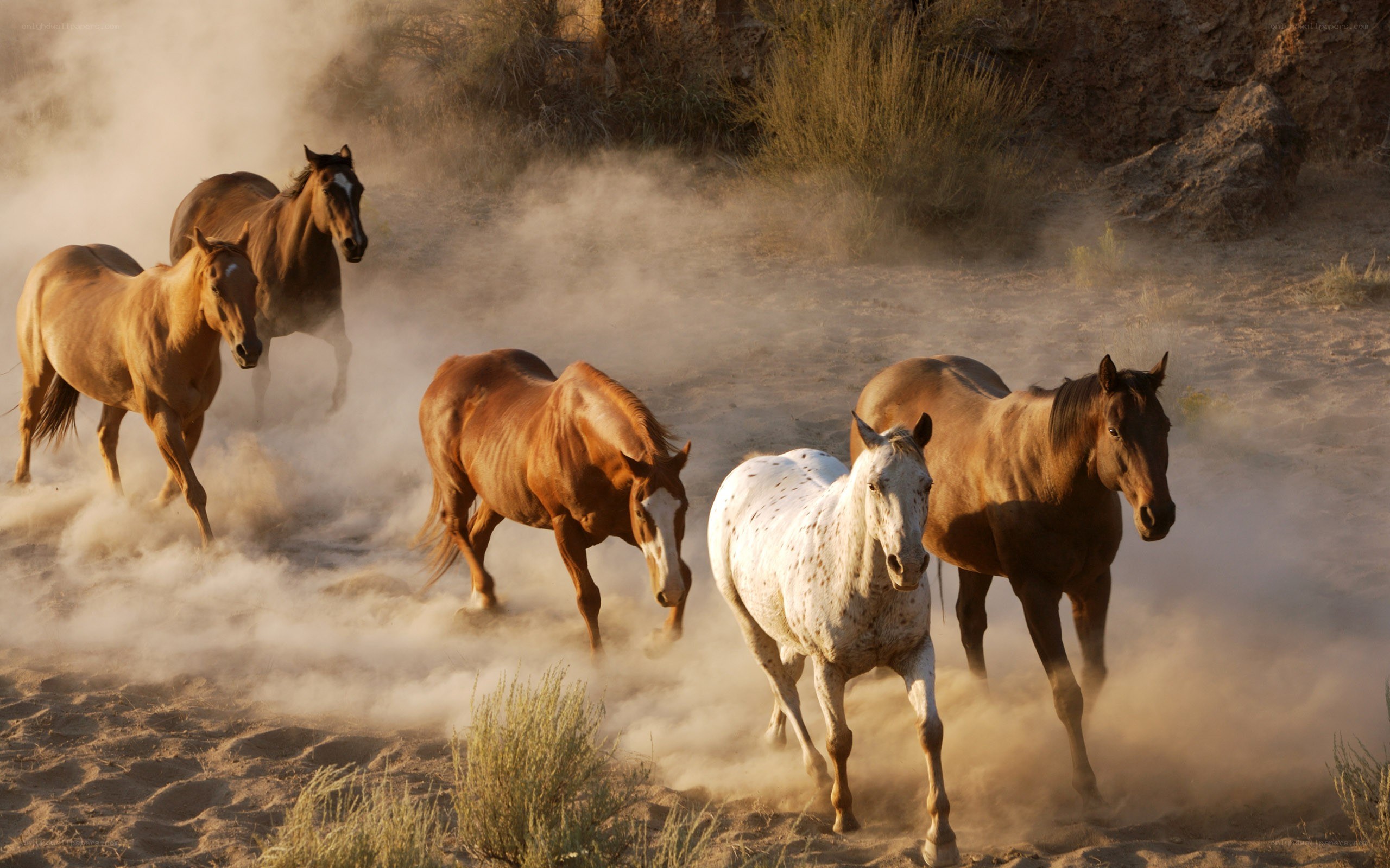 horses running in dust