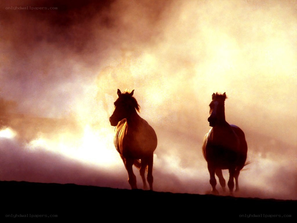 horses running in dust