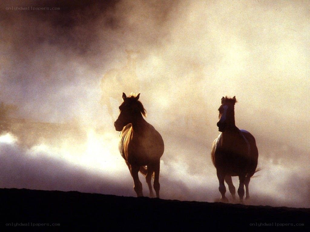 horses running in dust