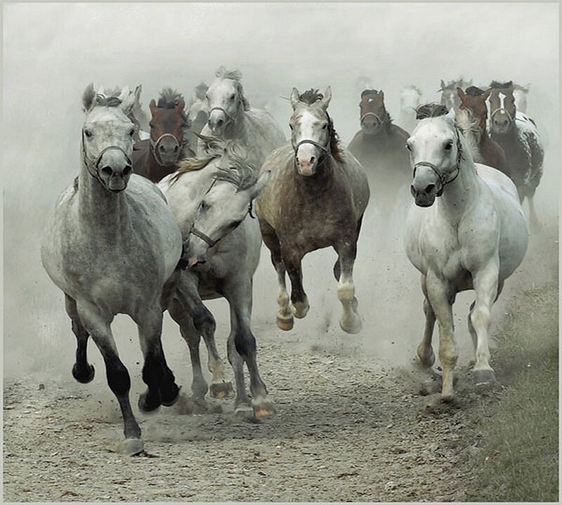 Horses running in dust
