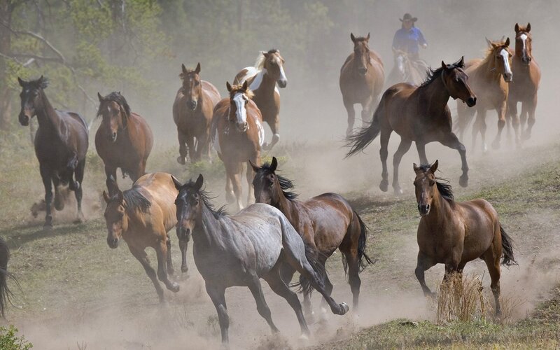 Horses Running in Dust — Brown, Dynamic, Afternoon, Photograph, Horse, Rider