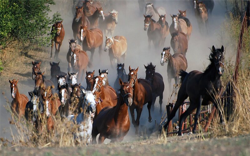 Horses Running in Dust — Brown, Dynamic, Afternoon, Photograph