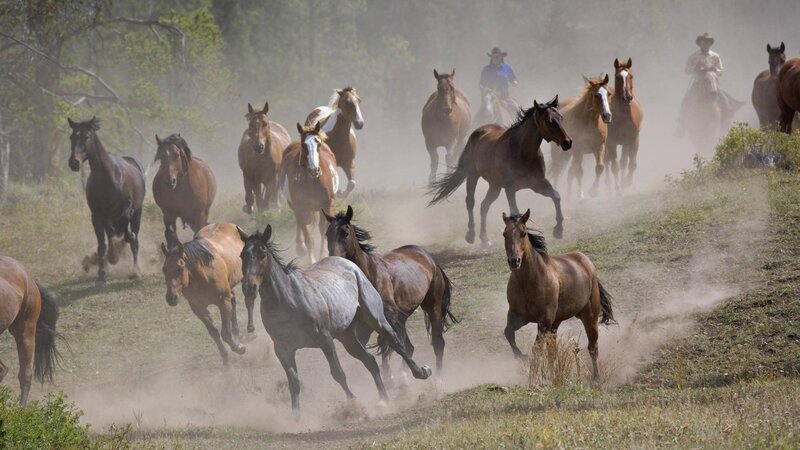 Horses Running in Dust — Brown, Dynamic, Afternoon