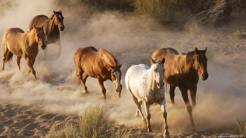 Horses Running in Dust — Brown, Dynamic, Sunset, Photograph, Sand
