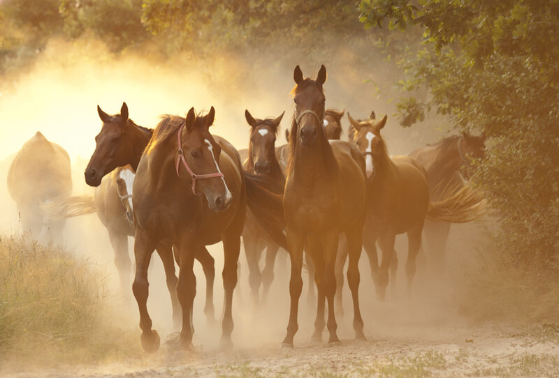 Horses Running in Dust — Brown, Dynamic
