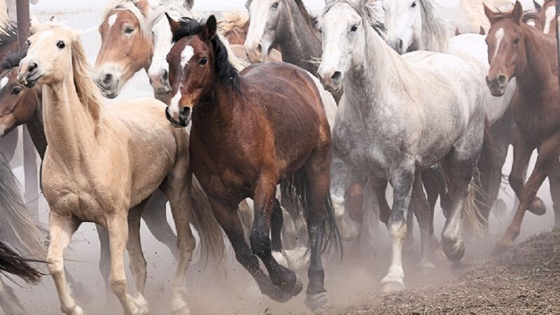 Horses Running in Dust — Brown
