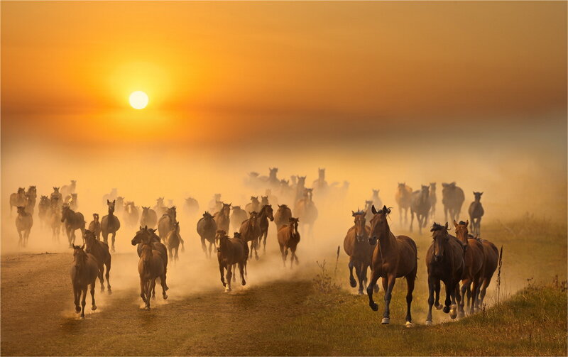 Horses Running in Dust — Orange, Dramatic