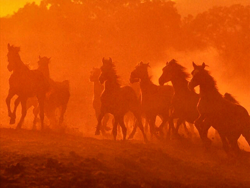 Horses Running in Dust — Orange