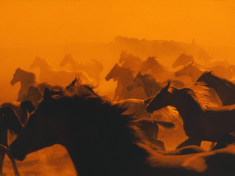 Horses running in dust storm