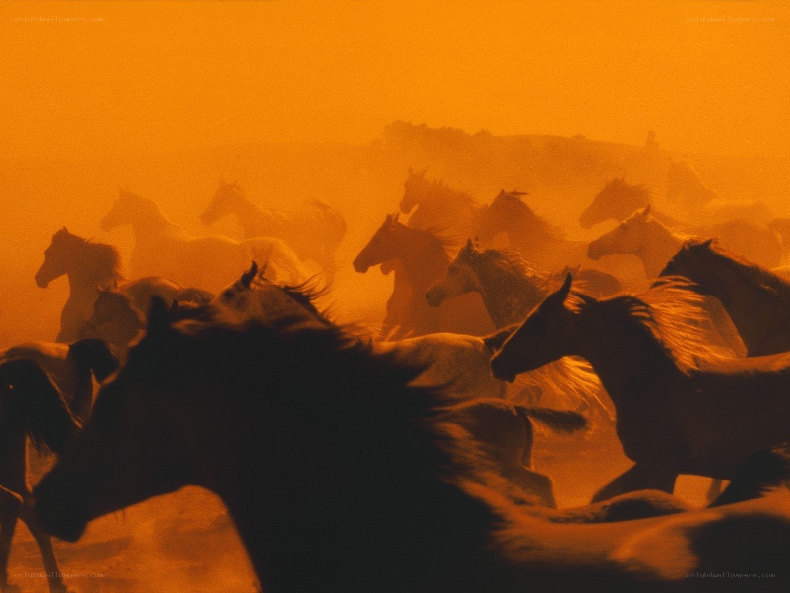 Horses running in dust storm