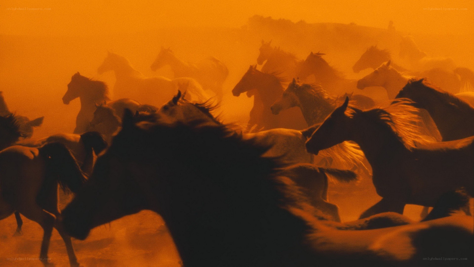 Horses running in dust storm