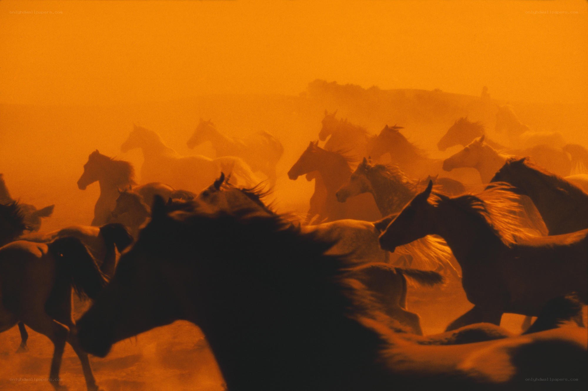 Horses running in dust storm