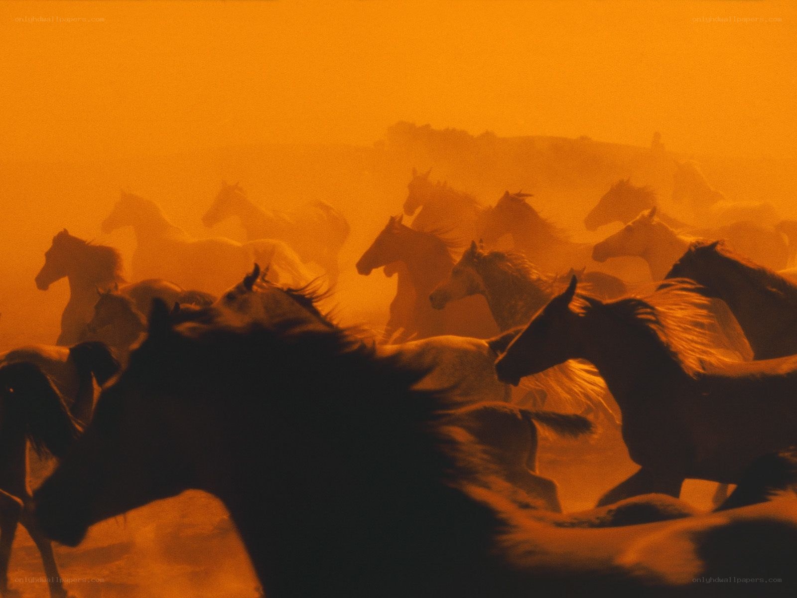 Horses running in dust storm