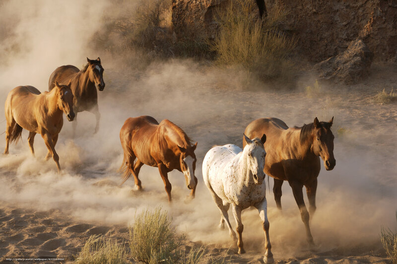 Horses running in dust storm