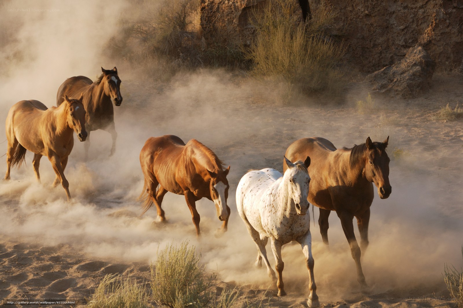 Horses running in dust storm