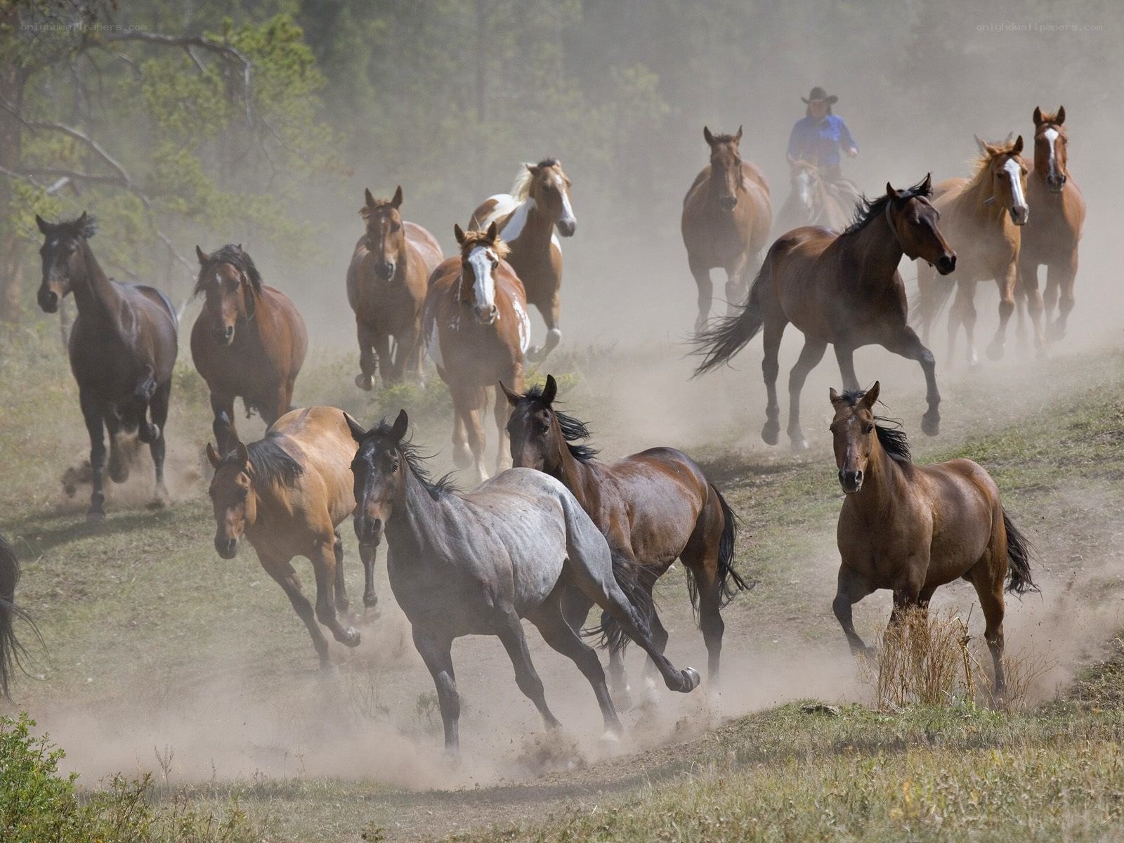Horses running in dust
