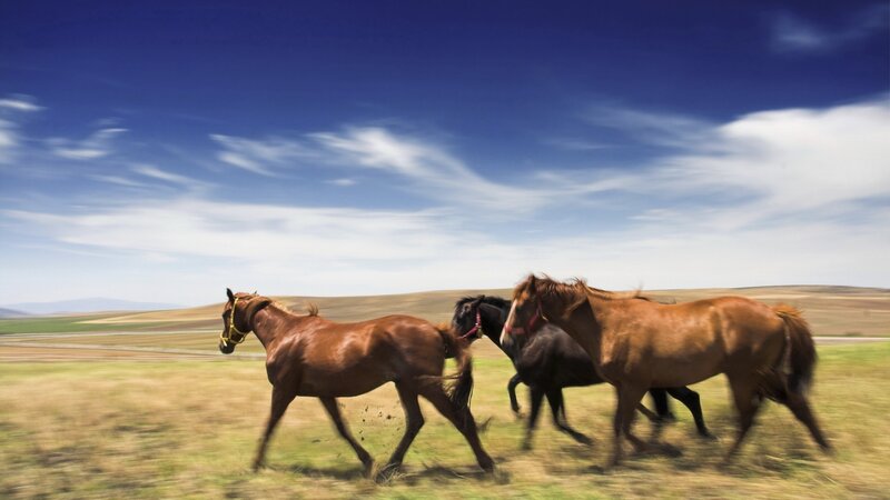Horses Running in Field — Blue, Dynamic, Afternoon