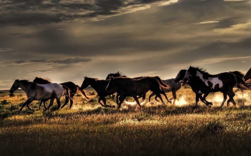 Horses Running in Field — Brown, Dramatic, Sunset, Photograph