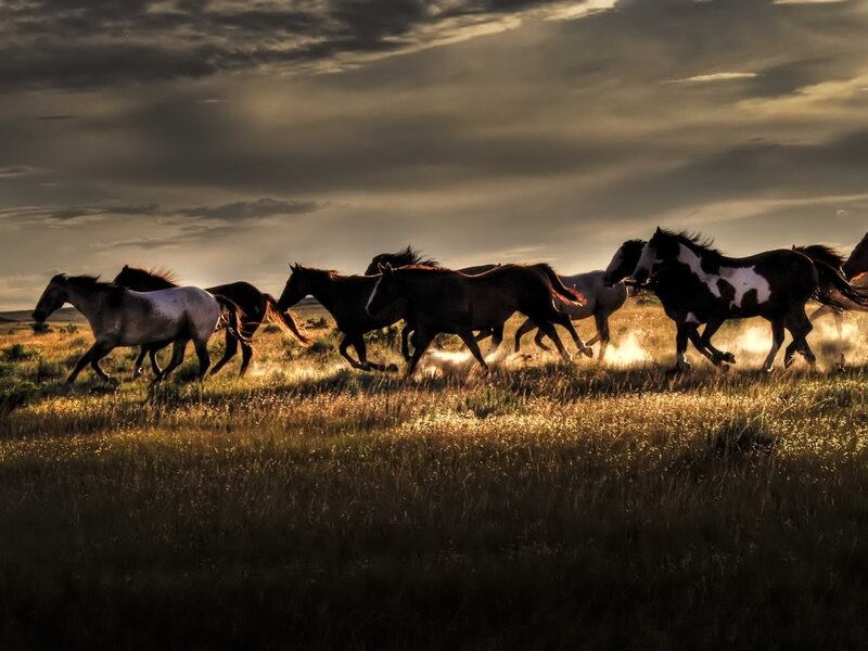 Horses Running in Field — Brown, Dramatic