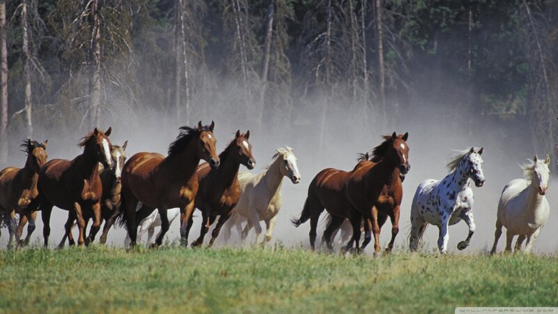 Horses Running in Field — Brown, Dynamic, Afternoon, Photograph