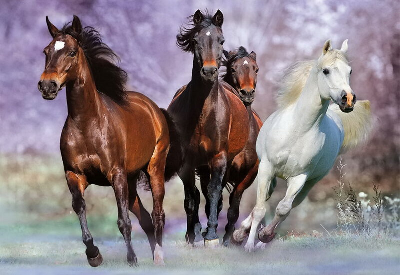 Horses Running in Field — Brown, Dynamic, Afternoon, Photograph, Trees