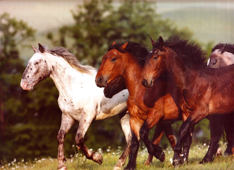 Horses Running in Field — Brown, Dynamic, Afternoon