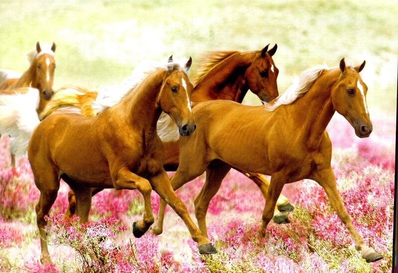 Horses Running in Field — Brown, Dynamic, Spring