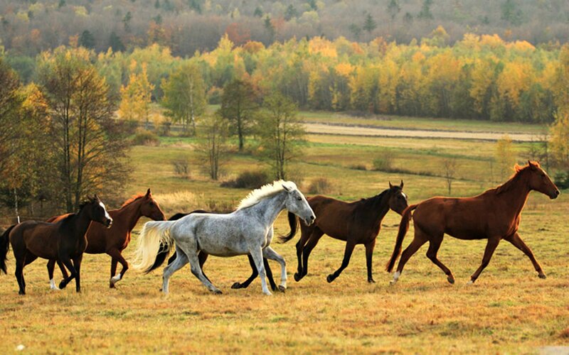 Horses Running in Field — Brown, Serene