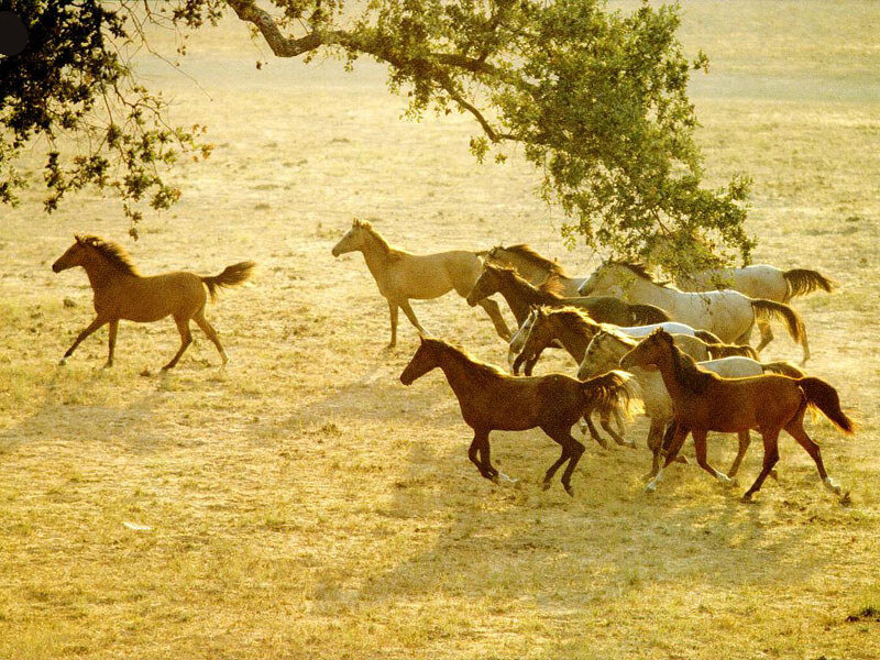 Horses Running in Field — Brown