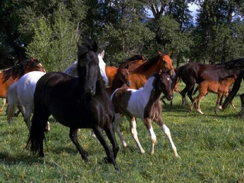 Horses Running in Field — Green, Active, Afternoon