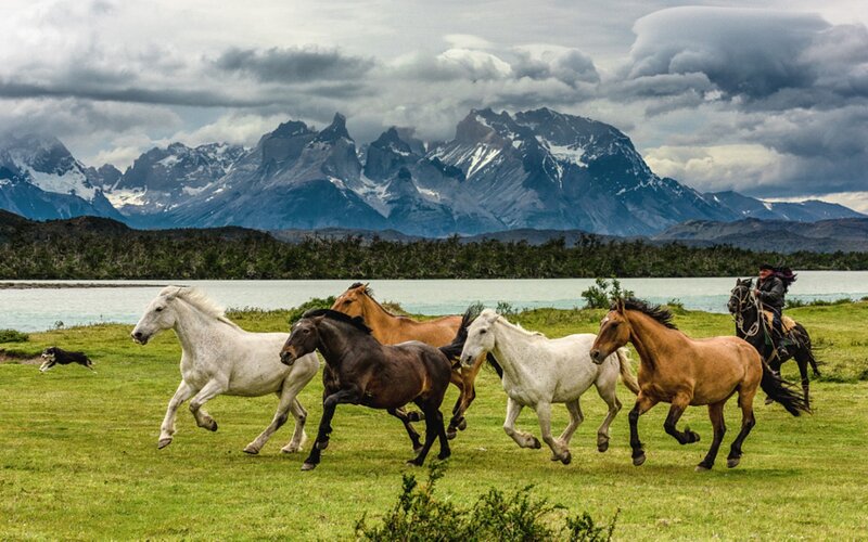 Horses Running in Field — Green, Dramatic, Afternoon
