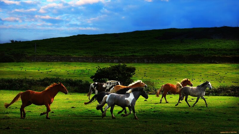 Horses Running in Field — Green, Dramatic, Sunset