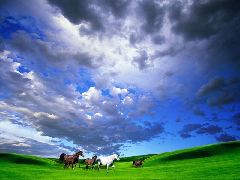 Horses Running in Field — Green, Dramatic