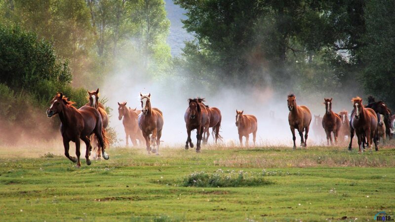 Horses Running in Field — Green, Dynamic, Afternoon, Photograph, Dust, Trees
