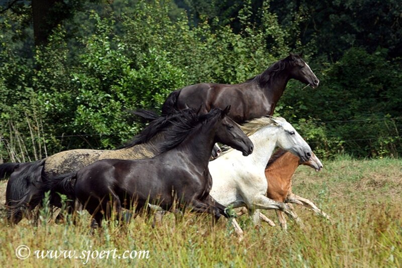 Horses Running in Field — Green, Dynamic, Afternoon