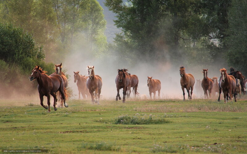 Horses Running in Field — Green, Dynamic, Morning