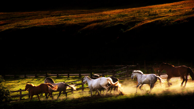 Horses Running in Field — Green, Dynamic, Sunset