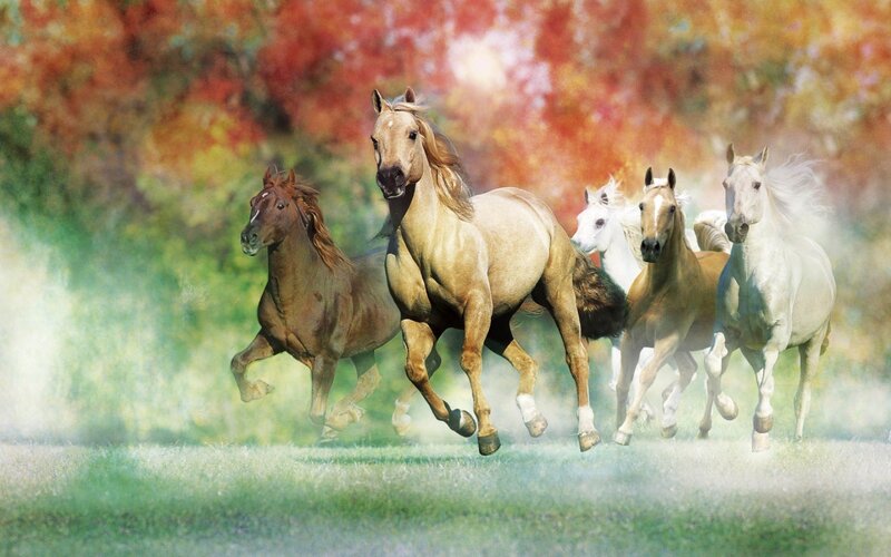 Horses Running in Field — Green, Dynamic
