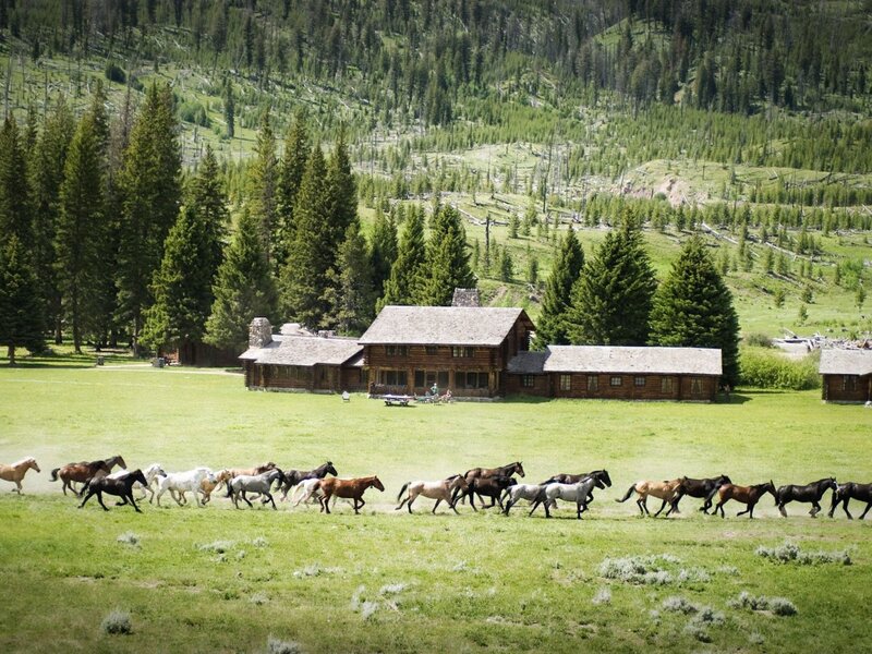 Horses Running in Field — Green, Serene, Afternoon, Photograph