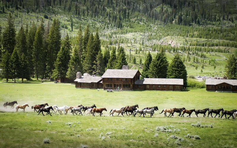 Horses Running in Field — Green, Serene, Afternoon