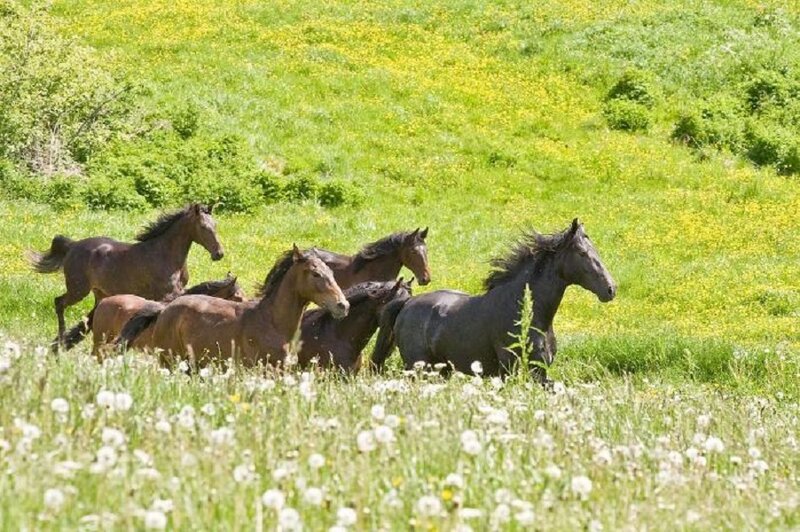 Horses Running in Field — Green, Serene