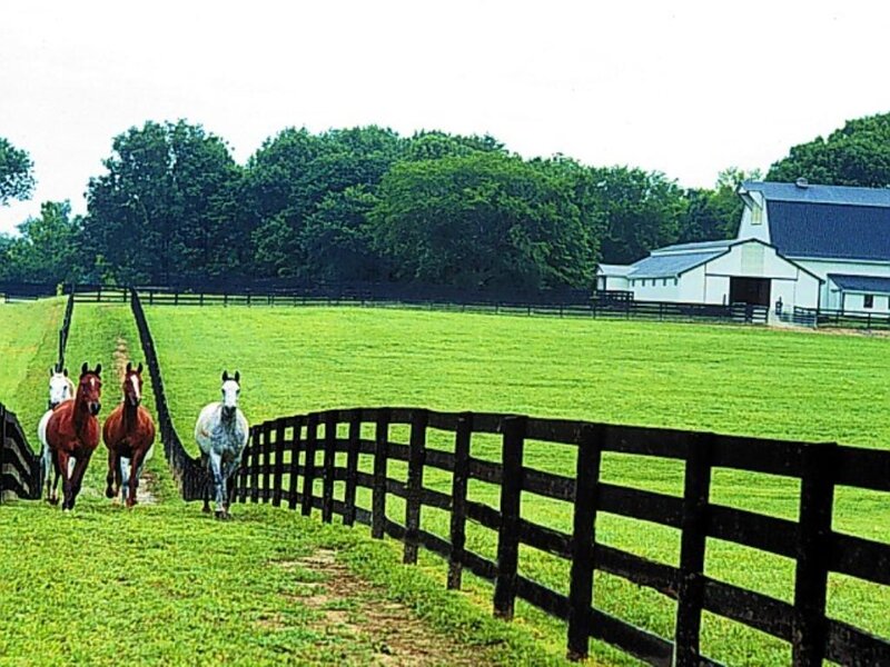 Horses Running in Field — Green