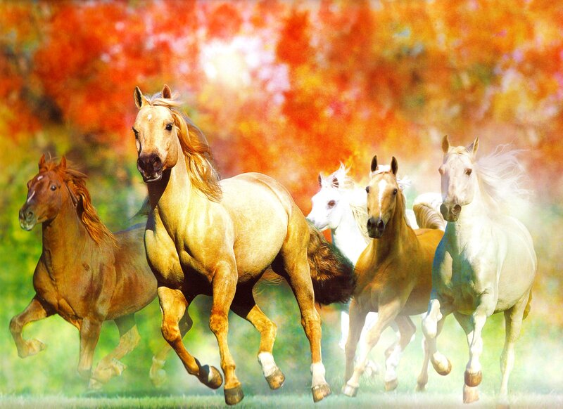 Horses Running in Field — Red